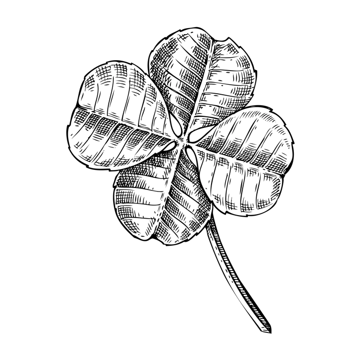Clover leaf sketch. Vector illustration of traditional St. Patrick plant isolated on white background. Hand drawn symbol of luck in engraved style. Retro drawing.